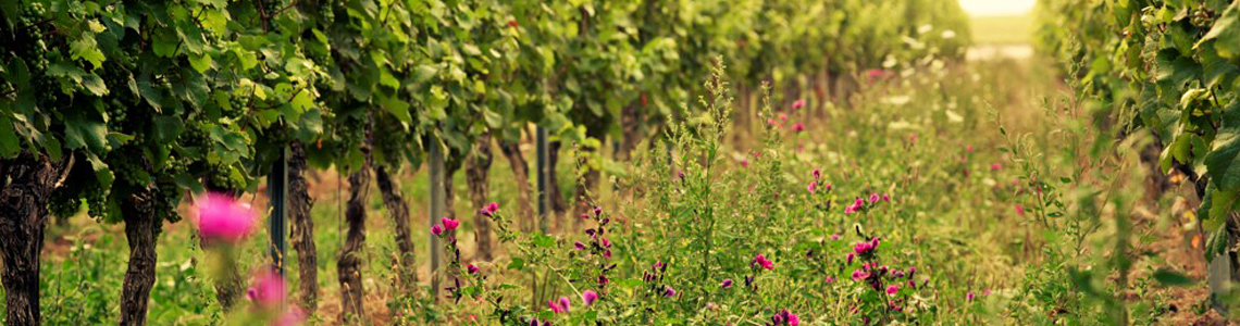 Weingut-Merkel-Panonrama